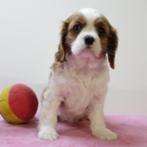 Cavalier King Charles (femelles) chiots belges à vendre, Animaux & Accessoires, Chiens | Chihuahuas & Chiens de compagnie, Commerçant