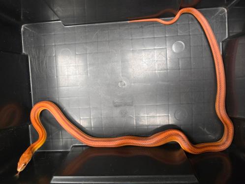 Prachtige rattenslang dame, Dieren en Toebehoren, Reptielen en Amfibieën