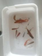Te koop dringend wegens verhuizing  !!, Dieren en Toebehoren