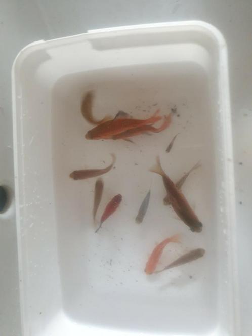 Te koop dringend wegens verhuizing  !!, Dieren en Toebehoren, Vissen | Aquariumvissen