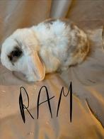 Konijnen, Mâle, Taille moyenne, Oreilles tombantes, 0 à 2 ans