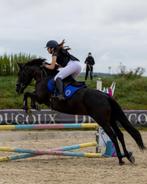 Jument ONC noire 10 ans, Dieren en Toebehoren, Paarden, Merrie, Niet van toepassing, Minder dan 160 cm, 7 tot 10 jaar