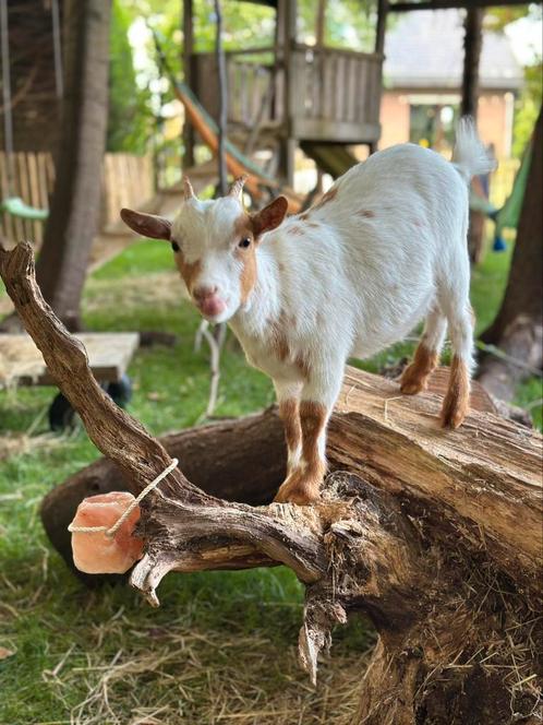 Mieke mini dwerggeitje, 5 maandjes oud, Dieren en Toebehoren, Schapen, Geiten en Varkens, Geit, 0 tot 2 jaar
