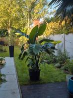 Strelitzia Nicolai 190cmx120cm, Huis en Inrichting, Kamerplanten, Ophalen