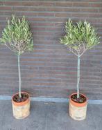Oliviers 2x, Jardin & Terrasse, Plantes | Jardin, Enlèvement