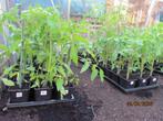 24 soorten tomatenplanten (nog 23 soorten beschikbaar), Tuin en Terras, Ophalen, Volle zon, Groenteplanten, Eenjarig