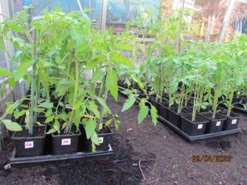 24 soorten tomatenplanten (nog 23 soorten beschikbaar) beschikbaar voor biedingen