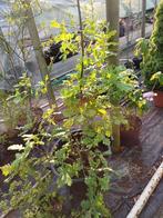 Meerstammige zomereik, Tuin en Terras, Ophalen, In pot, 100 tot 250 cm