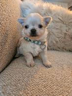Chihuahua, Dieren en Toebehoren, Honden | Chihuahua's en Gezelschapshonden, België, Fokker | Hobbymatig, Reu, 8 tot 15 weken
