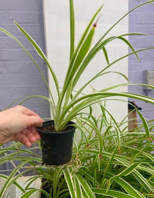 Graslelie, Huis en Inrichting, Kamerplanten, Overige soorten, Minder dan 100 cm, Groene kamerplant, Halfschaduw, In pot, Ophalen