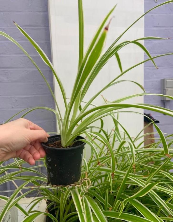Graslelie, Huis en Inrichting, Kamerplanten, Overige soorten, Minder dan 100 cm, Groene kamerplant, Halfschaduw, In pot, Ophalen