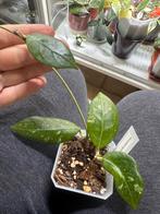 Hoya erythrostemma, Huis en Inrichting, Ophalen of Verzenden