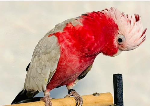 Handtamme mega tamme lieve rose kaketoe te koop!, Dieren en Toebehoren, Vogels | Parkieten en Papegaaien, Tam