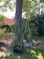 Arundo donax (Spaans pijlriet), Tuin en Terras, Planten | Tuinplanten, Ophalen, Volle zon, Vaste plant, Siergrassen