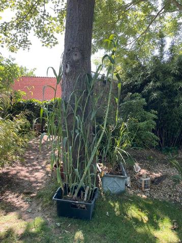 Arundo donax (Spaans pijlriet) beschikbaar voor biedingen