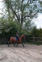 Ruiter aangeboden, Dieren en Toebehoren, Paarden