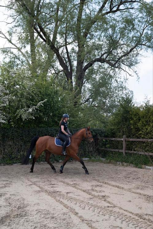Ruiter aangeboden, Dieren en Toebehoren, Paarden