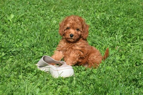 Poedel pups prachtige keuze, Dieren en Toebehoren, Honden | Chihuahua's en Gezelschapshonden, Meerdere dieren, Poedel, Fokker | Professioneel