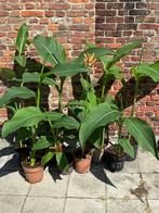 Canna bloemriet, Ophalen
