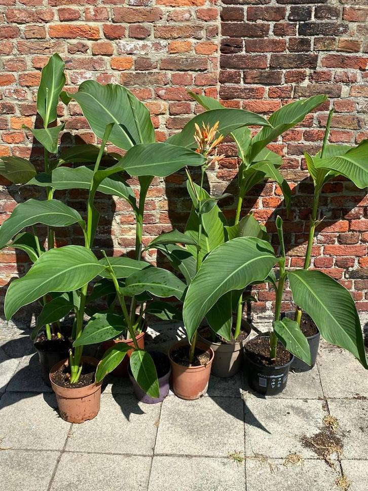 Canna bloemriet, Tuin en Terras, Planten | Tuinplanten, Ophalen