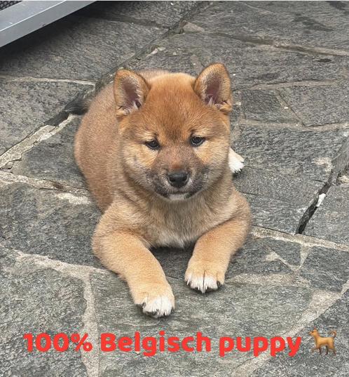 Shiba Inu TE KOOP ️, Dieren en Toebehoren, Honden | Poolhonden, Keeshonden en Oertypen, Teef, Overige rassen, Fokker | Hobbymatig