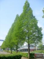 Metasequoia glytostroboides bomen prachtige frisgroene kleur, Tuin en Terras, Bloeit niet, Overige soorten, 100 tot 250 cm, Ophalen