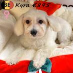 Zachte Havanezer pups (teefjes) te koop, België, 15 weken tot 1 jaar, CDV (hondenziekte), Teef