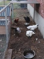 4 Kippen te koop !!! + gratis kuiken !!!, Dieren en Toebehoren, Geslacht onbekend