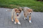 Kruising Herder pupjes, Dieren en Toebehoren, Honden | Niet-rashonden, België, CDV (hondenziekte), 8 tot 15 weken, Groot