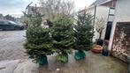 Prachtige Nordmann kerstbomen, Tuin en Terras, Ophalen, Bloeit niet, Overige soorten, 100 tot 250 cm