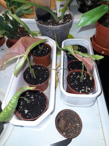 syngonium neon robusta beschikbaar voor biedingen