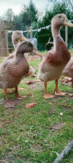 Jonge loopeenden, Plusieurs animaux, Canard