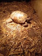 vierteenlandschildpad of agrionemys horsfieldii, Dieren en Toebehoren, Reptielen en Amfibieën, Schildpad, Tam, 7 tot 10 jaar