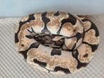 1.0 enchi spotnose OD red stripe het clown nk24, Dieren en Toebehoren, Reptielen en Amfibieën, Slang, 0 tot 2 jaar