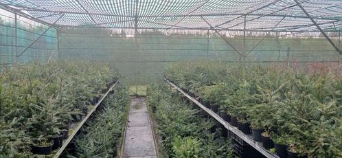 TAXUS IF ALLE MATEN PLANT ZE NU, Tuin en Terras, Planten | Tuinplanten, Ophalen of Verzenden