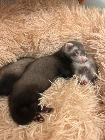 2 bébé furet + cage 3 etage Neuf, Enlèvement, Comme neuf