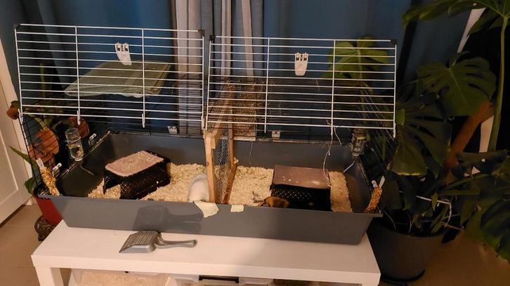 cobayes, Animaux & Accessoires, Rongeurs, Mâle, Cobaye, Juin