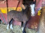Poulain de 1 an irish cob, Dieren en Toebehoren, Pony's, Niet van toepassing, 0 tot 2 jaar, Hengst, Gechipt