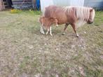 shetland  hengsten veulen, Dieren en Toebehoren