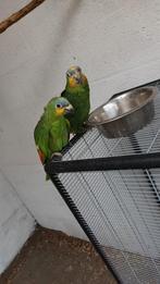 Couple amazone aile orange reproducteur, Dieren en Toebehoren, Vogels | Parkieten en Papegaaien, Meerdere dieren, Papegaai