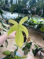 Philodendron Florida Ghost, Ophalen of Verzenden