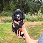 Cavapoo pups, België, CDV (hondenziekte), 8 tot 15 weken, Meerdere