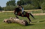 Toffe allround D pony, Dieren en Toebehoren, Gechipt, B, Ruin, 7 tot 10 jaar