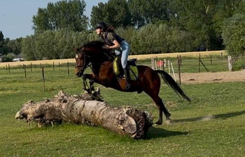 Toffe allround D pony, Dieren en Toebehoren, Pony's, Ruin, B, D pony (1.37m tot 1.48m), Recreatiepony, 7 tot 10 jaar, Gechipt