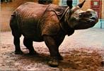 Antwerpen - ZOO Indische neushoorn, Verzenden, 1960 tot 1980, Ongelopen, Antwerpen