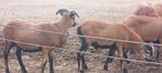 Kameroen Ram, Dieren en Toebehoren, Schapen, Geiten en Varkens, Mannelijk, Schaap, 0 tot 2 jaar