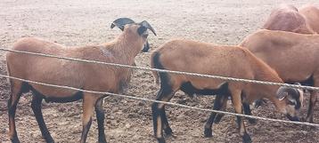 Kameroen Ram beschikbaar voor biedingen