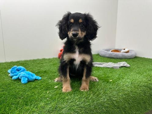Kruising Dwergteckel pup, Dieren en Toebehoren, Honden | Niet-rashonden, Reu, Fokker | Professioneel, Eén hond, België, 8 tot 15 weken