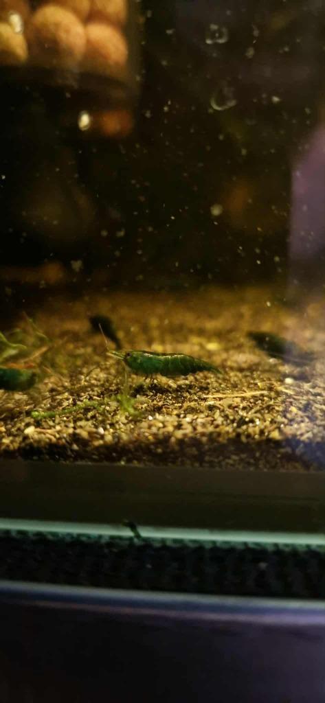 Green Jade garanaal (Neocaridina), Dieren en Toebehoren, Vissen | Aquariumvissen, Zoetwatervis, Kreeft, Krab of Garnaal, Schoolvis