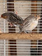 Kanaries, Dieren en Toebehoren, Vogels | Kanaries